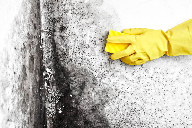 Certified Mold Removal in Belle Isle, FL