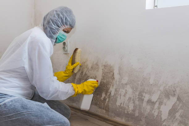 Crawl Space Mold Removal in Belle Isle, FL