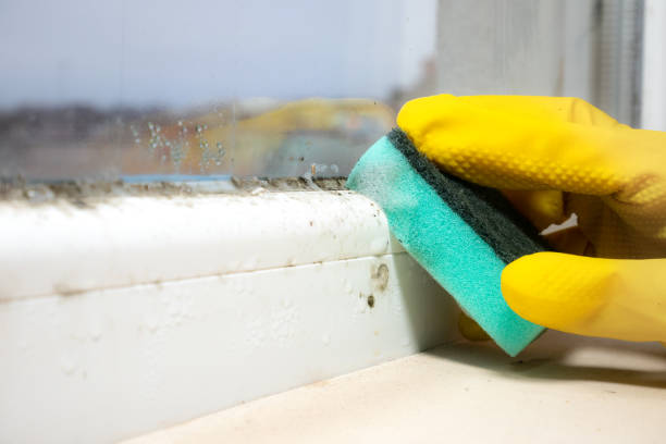 Best Residential Mold Removal  in Belle Isle, FL