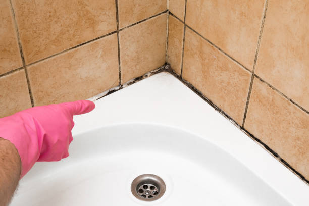 Best Mold Damage Repair  in Belle Isle, FL